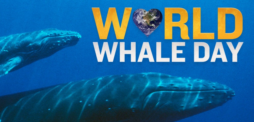 Whales for World Whale Day