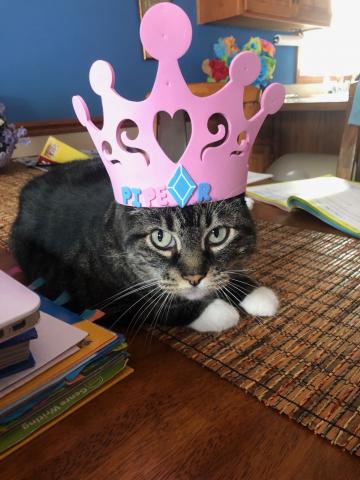 cat wearing a crown